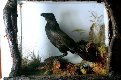 image from Charles Dickens had a pet raven, whom he named Grip. The dead bird is now in the Free Library of Philadelphia.