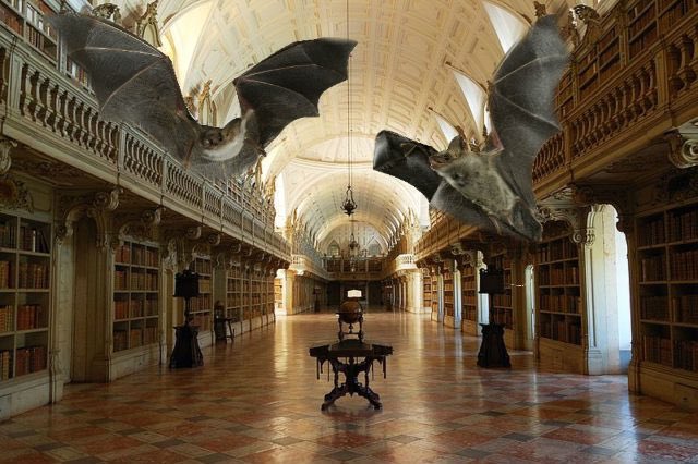 image from The Joanina Library at the University of Coimbra in Portugal has a number of bats in residency. The bats prey on insects that could damage book pages.
