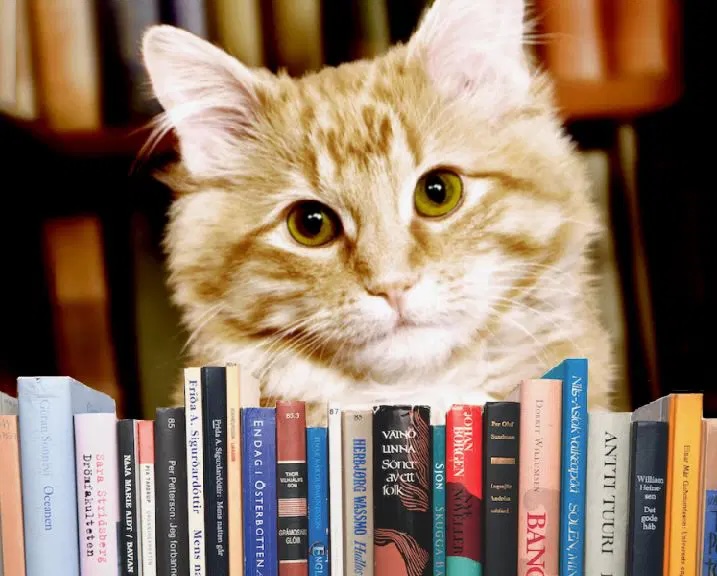 image from Library cats are domesticated cats that live in public libraries. The association of cats with libraries dated from the Middle Ages. Library cats have been used to chase away rodents, befriend patrons, boost librarian morale, and inspire reading and literacy programs.